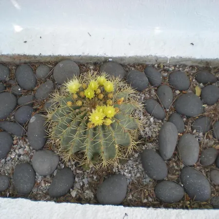 Manoli's House 2*