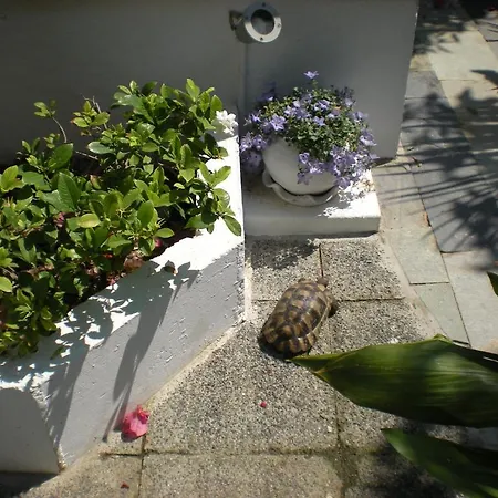 Lägenhetshotell Manolis' House Skiathos stad