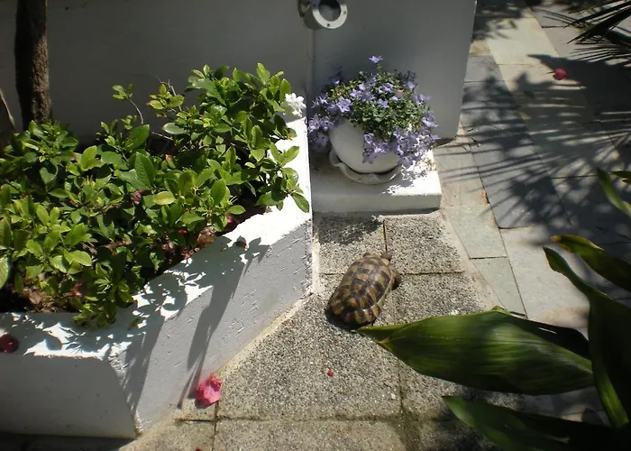 شقة فندقية Manolis' House مدينة سكياثوس